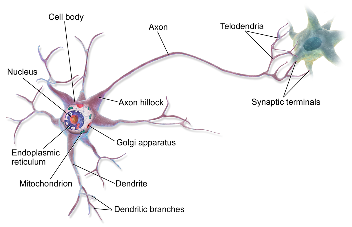 1200x774 Multipolar Neuron - Neuron Sketch