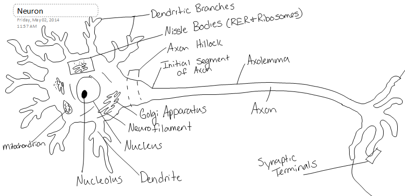 834x403 Neuron Structure And Classification - Neuron Sketch