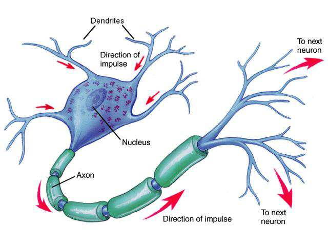 640x480 Sketch Of A Neuron. Download Scientific Diagram - Neuron Sketch