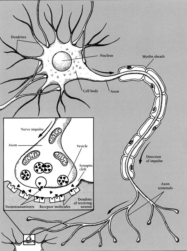 600x805 Sketch Of A Neuron (From Brain Facts, Society For Neuroscience - Neuron Sketch