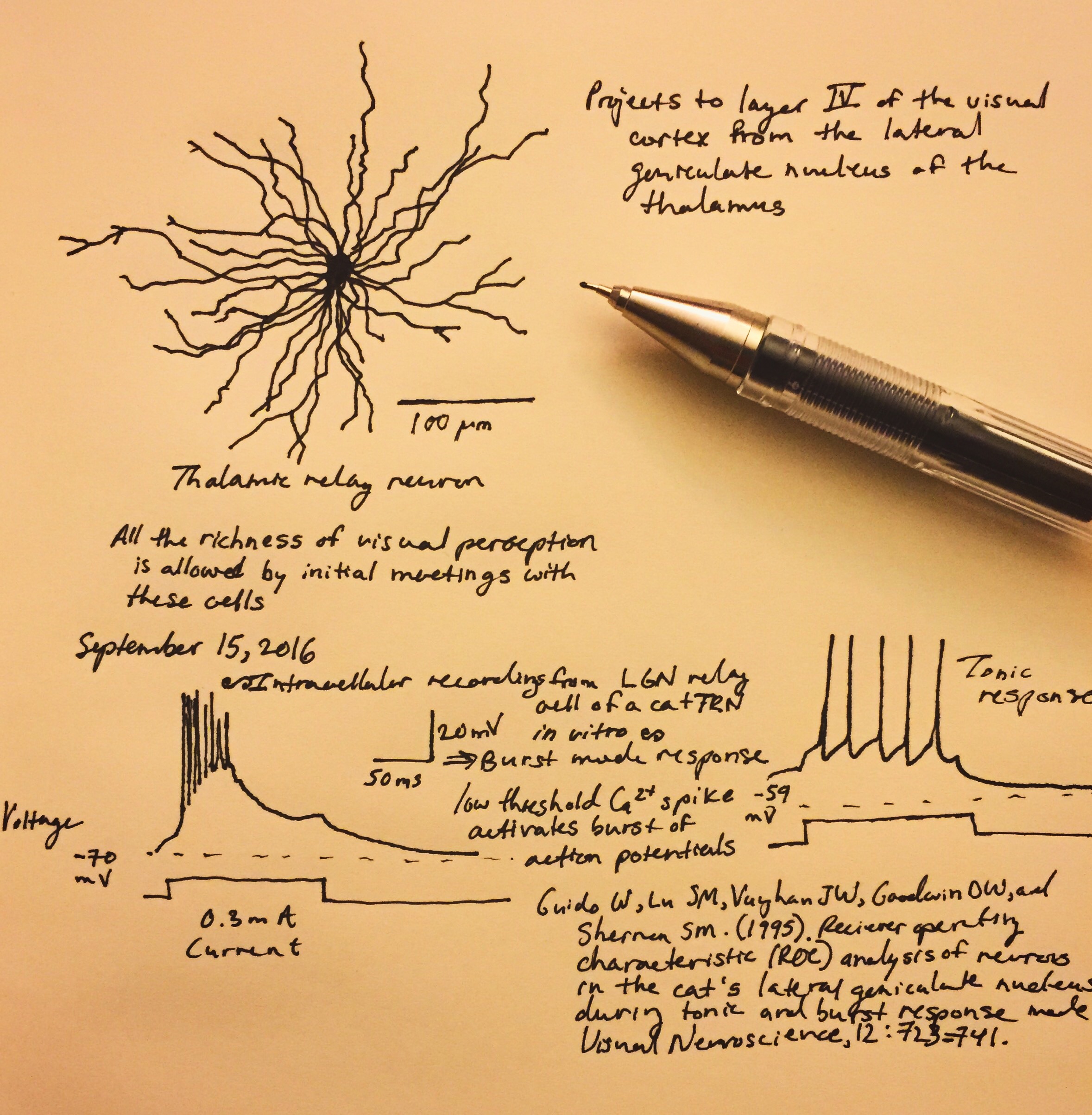 2357x2407 Sketch Of A Thalamic Relay Neuron The Quantum Thought - Neuron Sketch