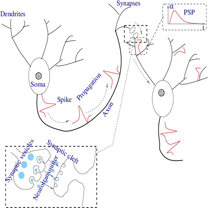 680x680 Sketch Of The Neuron Structure. Download Scientific Diagram - Neuron Sketch