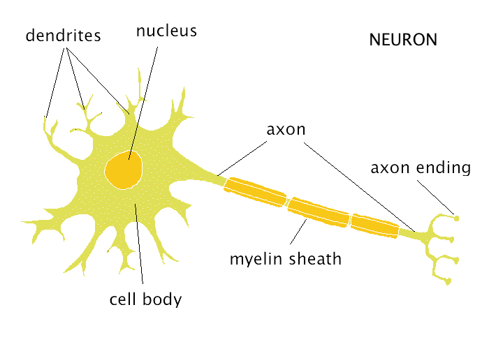 700x500 The Neuron - Neuron Sketch