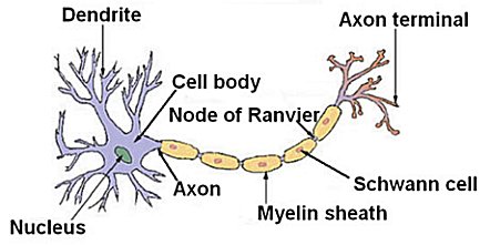 Neuron Sketch at PaintingValley.com | Explore collection of Neuron Sketch