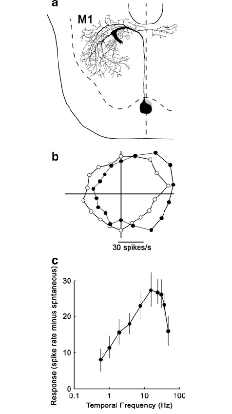 476x848 A A Sketch Of An M1 Neuron In The Sog. Its Directional And - Neuron Sketch