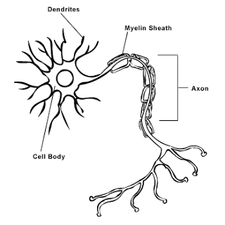 320x320 Dp Blog Basic Nervous Worksheet - Neuron Sketch