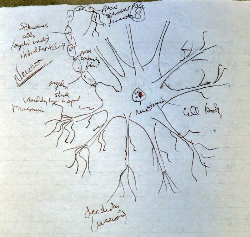 800x757 Neuron Sketch Albedo Too - Neuron Sketch