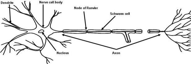structure of neuron download