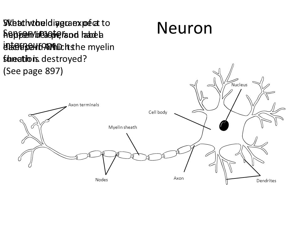 960x720 Do Now What Is The Function Of The Nervous System - Neuron Sketch