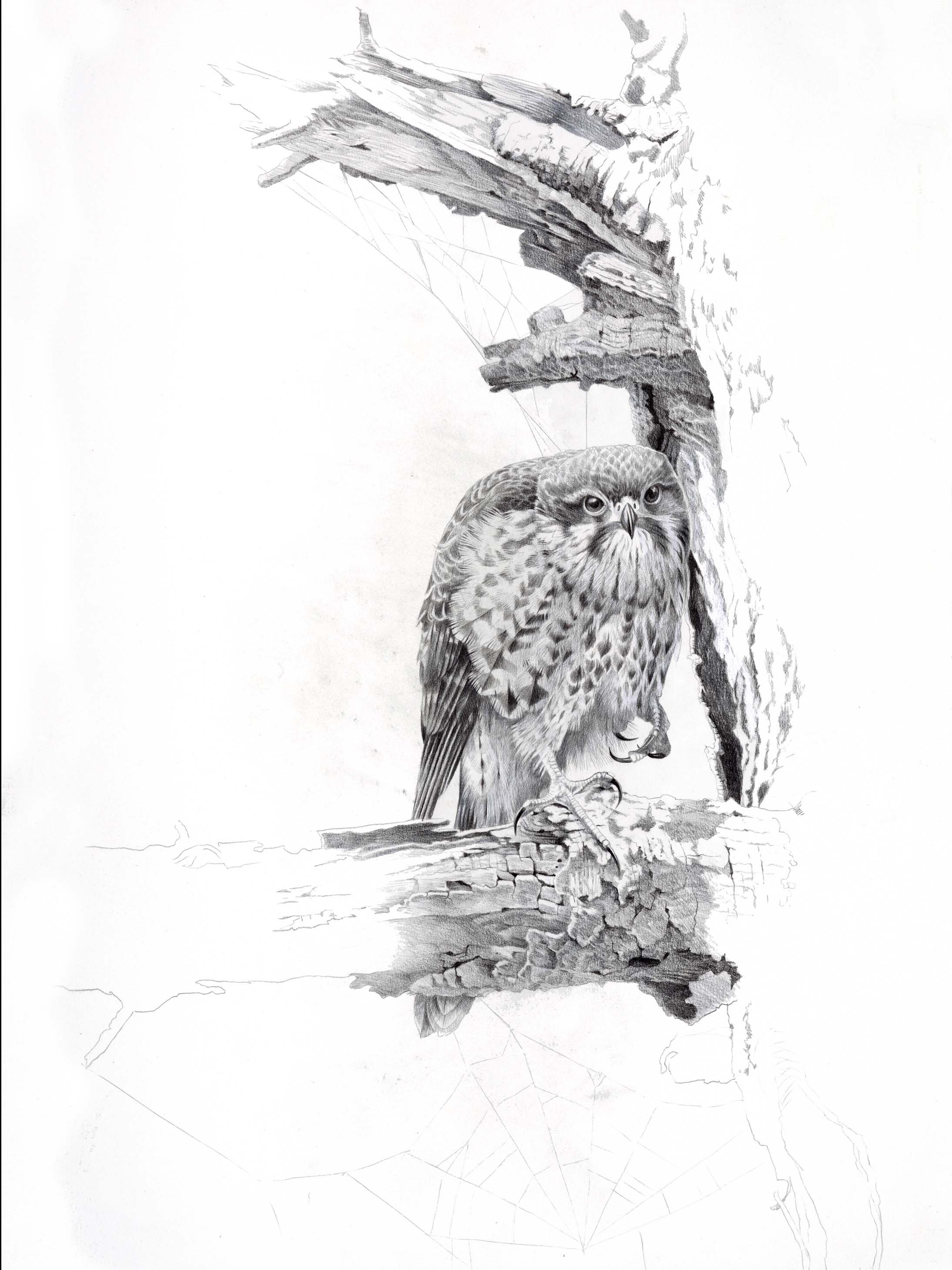 2188x2918 New Zealand Falcon Sketch (Karearea) Niels Meyer Westfeld - New Zealand Sketch