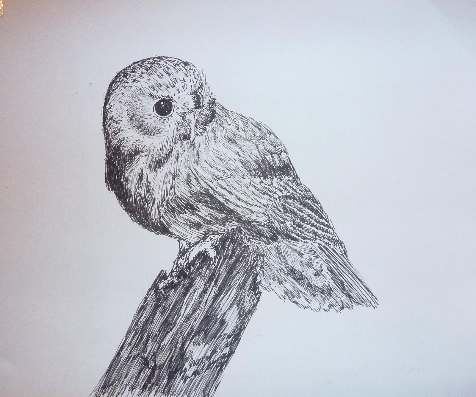 1600x1332 Sew Chicken Morepork Sketch - New Zealand Sketch