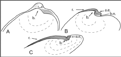 482x227 Sketch Of Hinge Region Of New Zealand Australobuchia . A Amp B - New Zealand Sketch