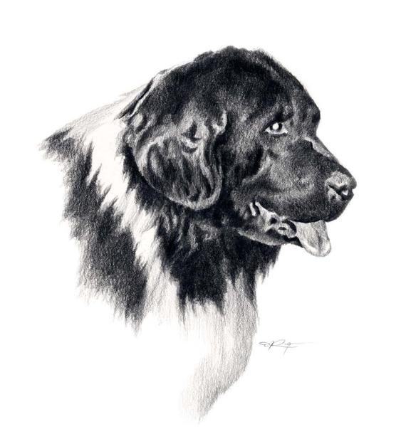 570x627 Landseer Newfoundland Dog Pencil Drawing Art Print By Artist Etsy - Newfoundland Dog Sketch
