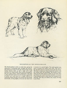230x300 Newfoundland Dog Vintage 1963 Print Sketch - Newfoundland Dog Sketch