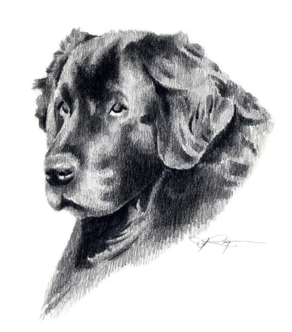 570x647 Newfoundland Dog Pencil Drawing Art Print By Artist Dj Rogers Etsy - Newfoundland Dog Sketch