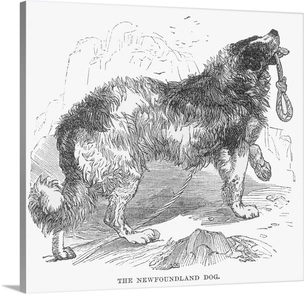 1000x967 Newfoundland Dog, 1855 Wall Art, Canvas Prints, Framed Prints - Newfoundland Dog Sketch