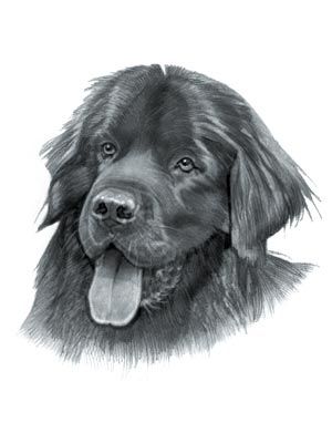 300x400 Newfoundland Dog Dog Drawings And Pictures Dogs - Newfoundland Dog Sketch