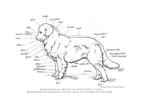 473x355 Anatomical Diagram Of A Newfoundland Dog Giclee Print - Newfoundland Dog Sketch