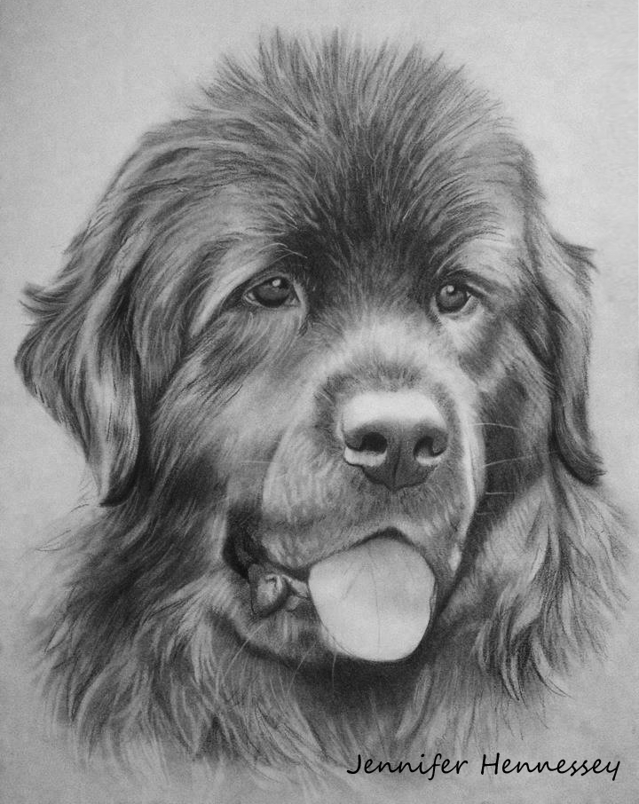 720x906 Newfoundland Dog By ~sheebaa Graphic - Newfoundland Dog Sketch