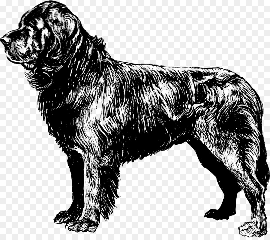 900x800 Newfoundland Dog Puppy Beagle Coloring Book Clip Art - Newfoundland Dog Sketch