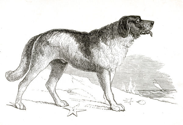 600x411 Newfoundland Dog Engraving 1851 - Newfoundland Dog Sketch