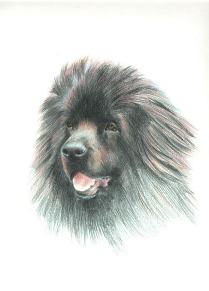 431x600 Animal Sketches - Newfoundland Dog Sketch