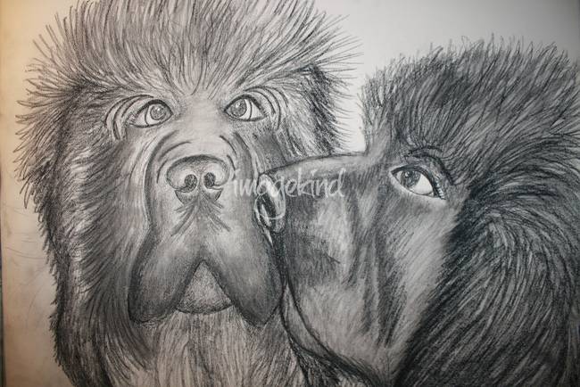 650x434 Stunning Newfoundland Dog Artwork For Sale On Fine Art Prints - Newfoundland Dog Sketch