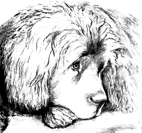 280x263 The Newfoundland Dog Photos, Sketches And Stories Nuggets Of Gold - Newfoundland Dog Sketch