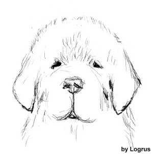 302x302 Trimming A Newfoundland - Newfoundland Dog Sketch
