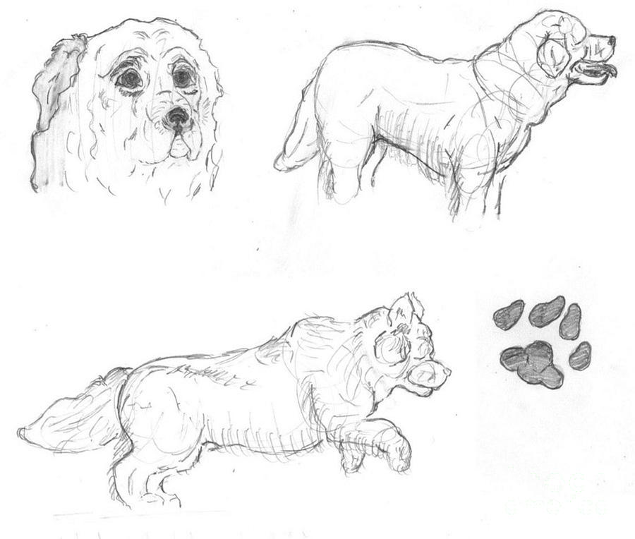 900x764 Dog Sketches Drawing By Caitlin Wells - Newfoundland Dog Sketch