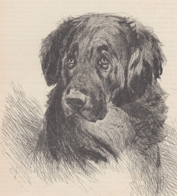 578x640 Early Newfoundland Dog Antique Dogs Newfoundland Dog Art Print - Newfoundland Dog Sketch