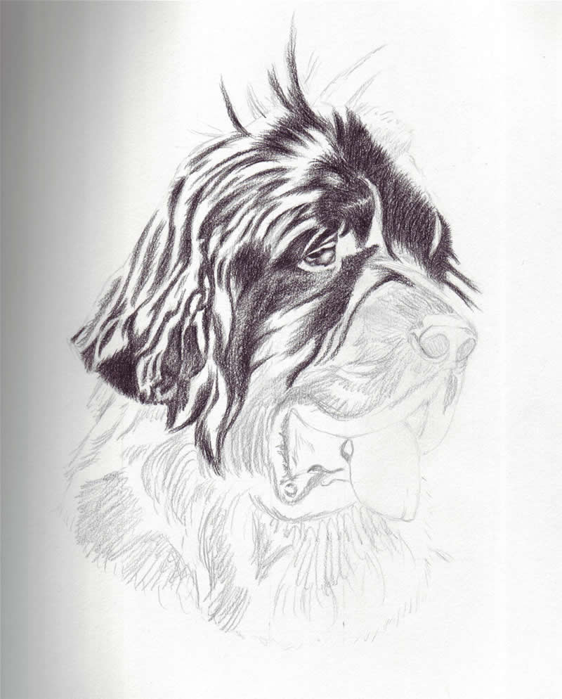 800x994 Heather - Newfoundland Dog Sketch