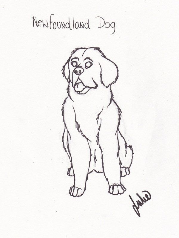 600x796 How To Draw Newfoundland Dogs How To Draw - Newfoundland Dog Sketch