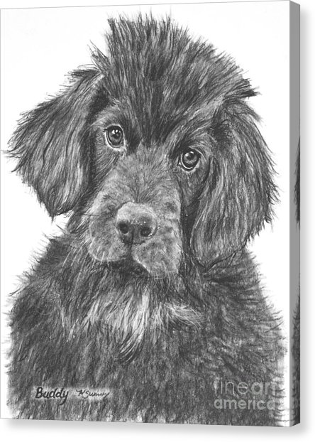 444x622 Newfoundland Puppy Sketch Drawing By Kate Sumners - Newfoundland Sketch