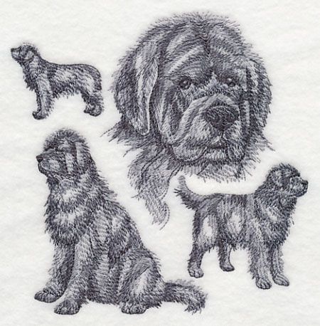 450x458 Newfoundland Sketch Design (K4344) From - Newfoundland Sketch