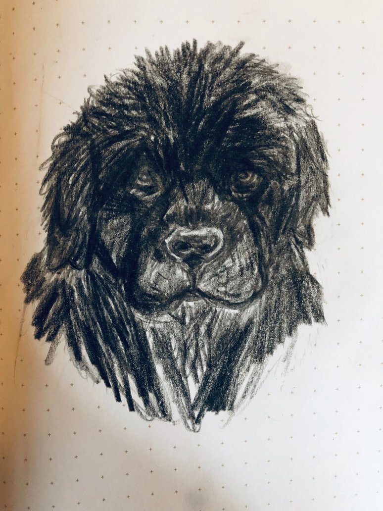 774x1032 Newfoundland Sketch By Puppytown1103 - Newfoundland Sketch