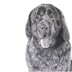 236x236 Susan Slider (Susieqwv2000) - Newfoundland Sketch