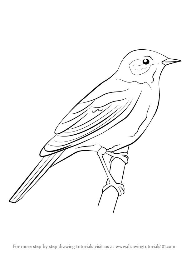 596x842 Learn How To Draw A Nightingale (Birds) Step By Step Drawing - Nightingale Sketch