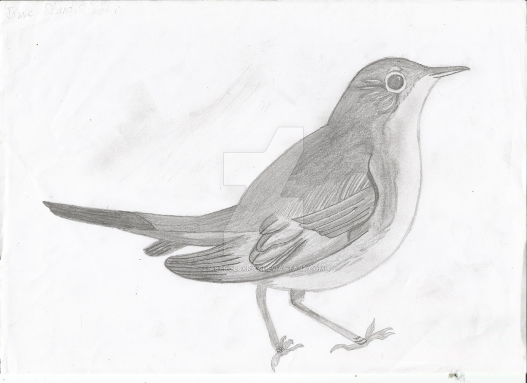 1024x745 Nightingale Pencil Sketch By Astroluxray - Nightingale Sketch