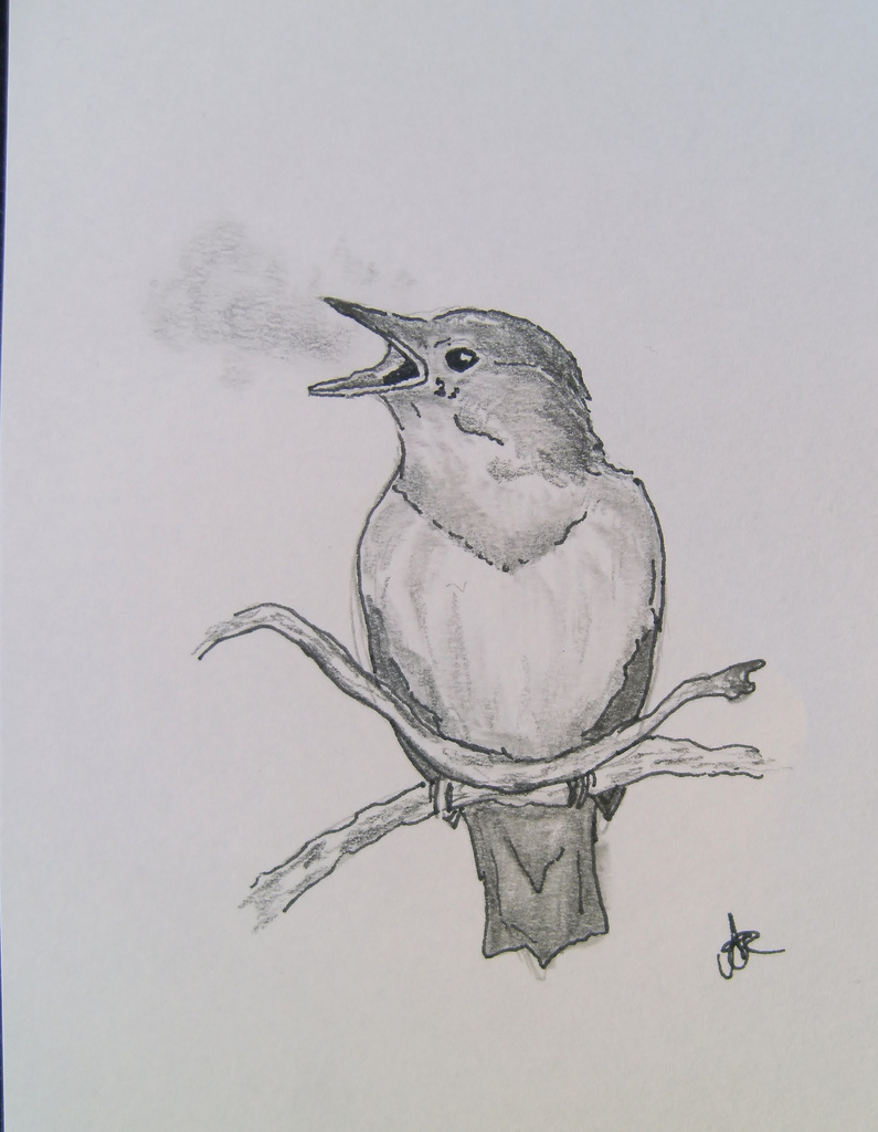 Nightingale Sketch at Explore collection of