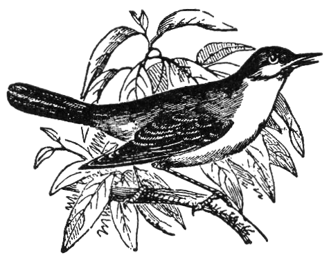 475x375 The Nightingale Literawiki Fandom Powered By Wikia - Nightingale Sketch