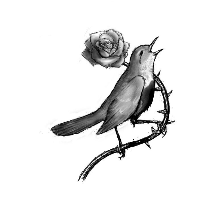 736x736 The Nightingale And The Rose By Oscar Wilde Drawing Amp Art - Nightingale Sketch