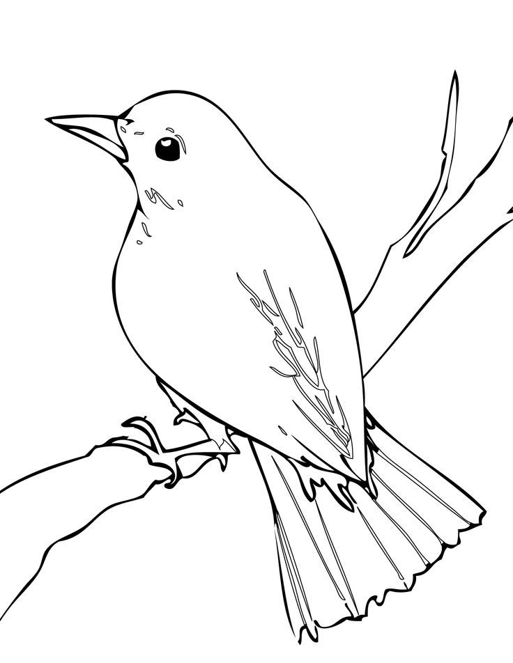 736x952 Nightingale Drawing - Nightingale Sketch