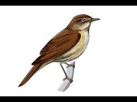 480x360 How To Draw A Nightingale Bird - Nightingale Sketch