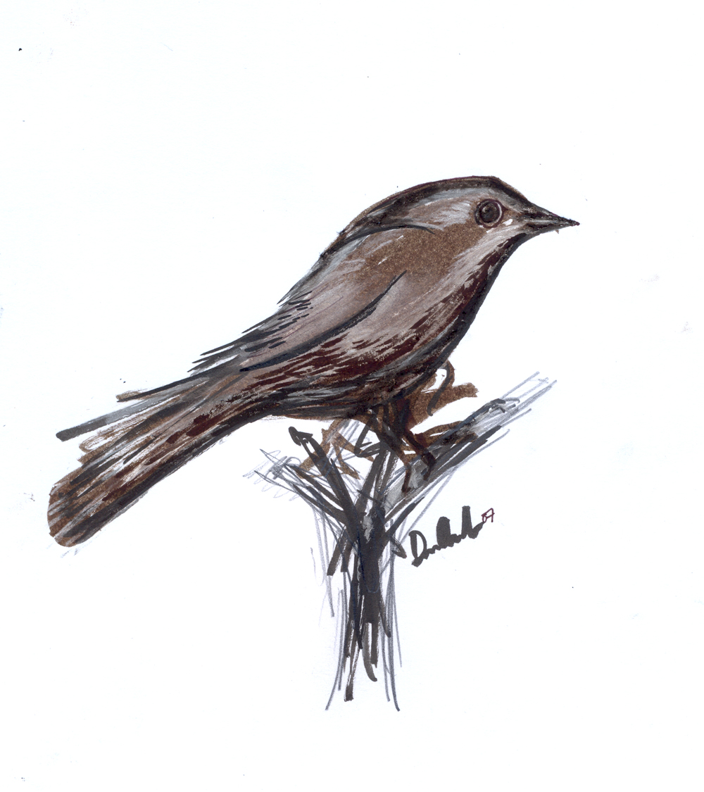 1000x1125 Image - Nightingale Sketch