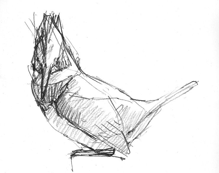 740x584 North American Bird Sketches Bird Sketch, Sketch Drawing And - North America Sketch