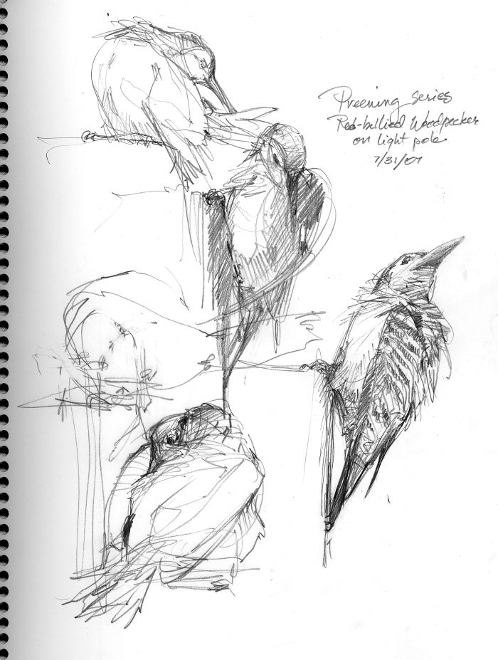 700x927 North American Bird Sketches Draw Sketch Doodle - North America Sketch
