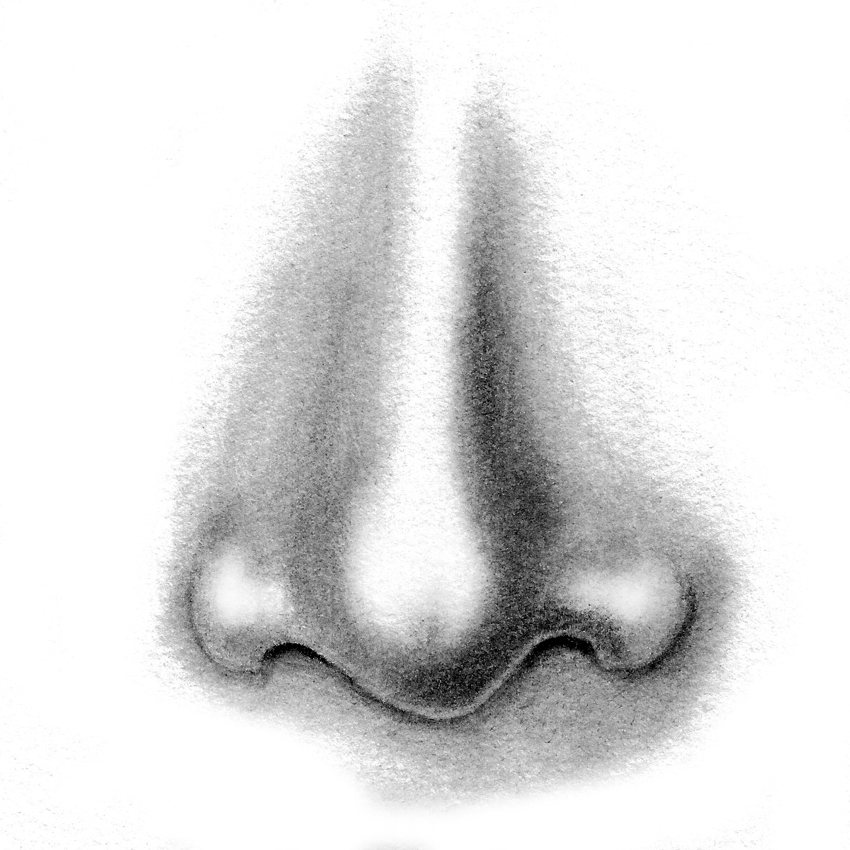 1200x1200 Nose Pencil Sketch Nose Pencil Sketch Simple Various Type Of - Nose Pencil Sketch