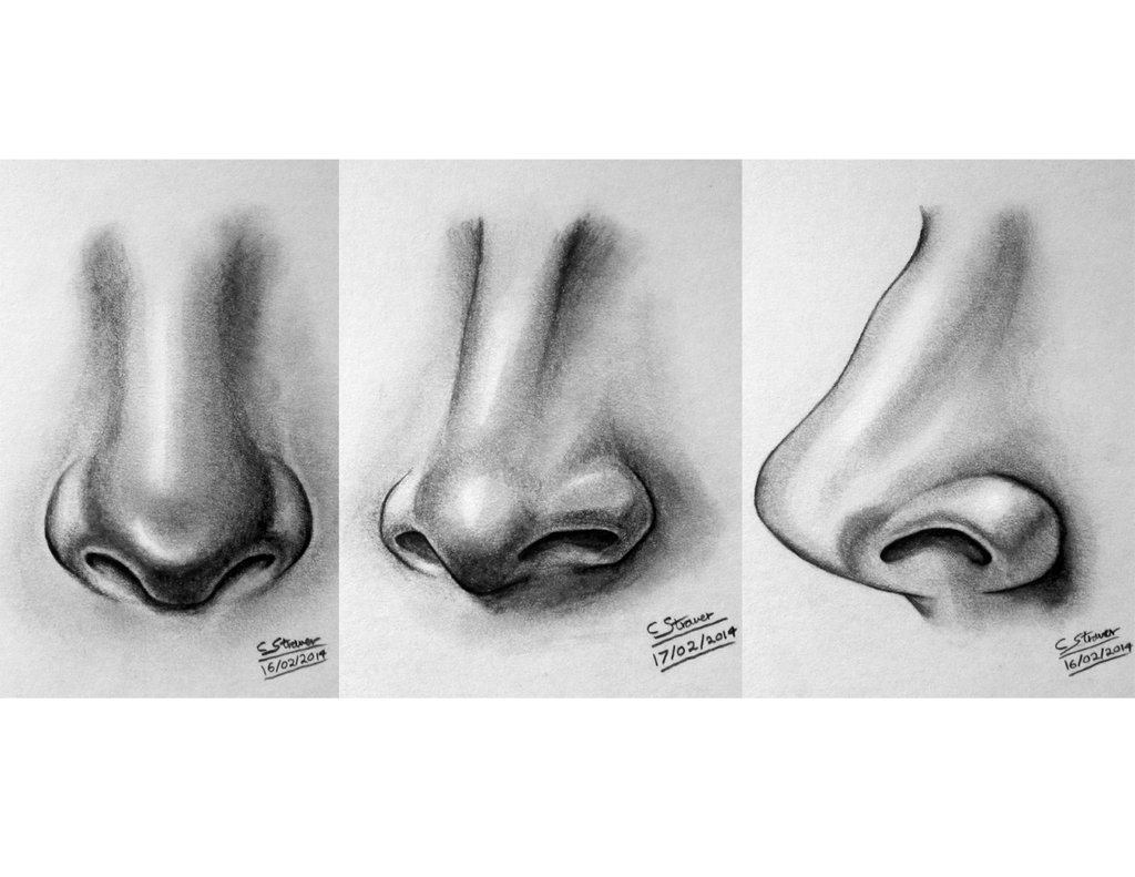 1024x791 Nose Pencil Sketch Pencil Sketches Of Human Nose Human Nose In - Nose Pencil Sketch