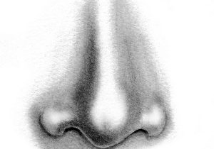 300x210 Pencil Sketching Of Nose Nose Pencil Sketch How To Draw A - Nose Pencil Sketch